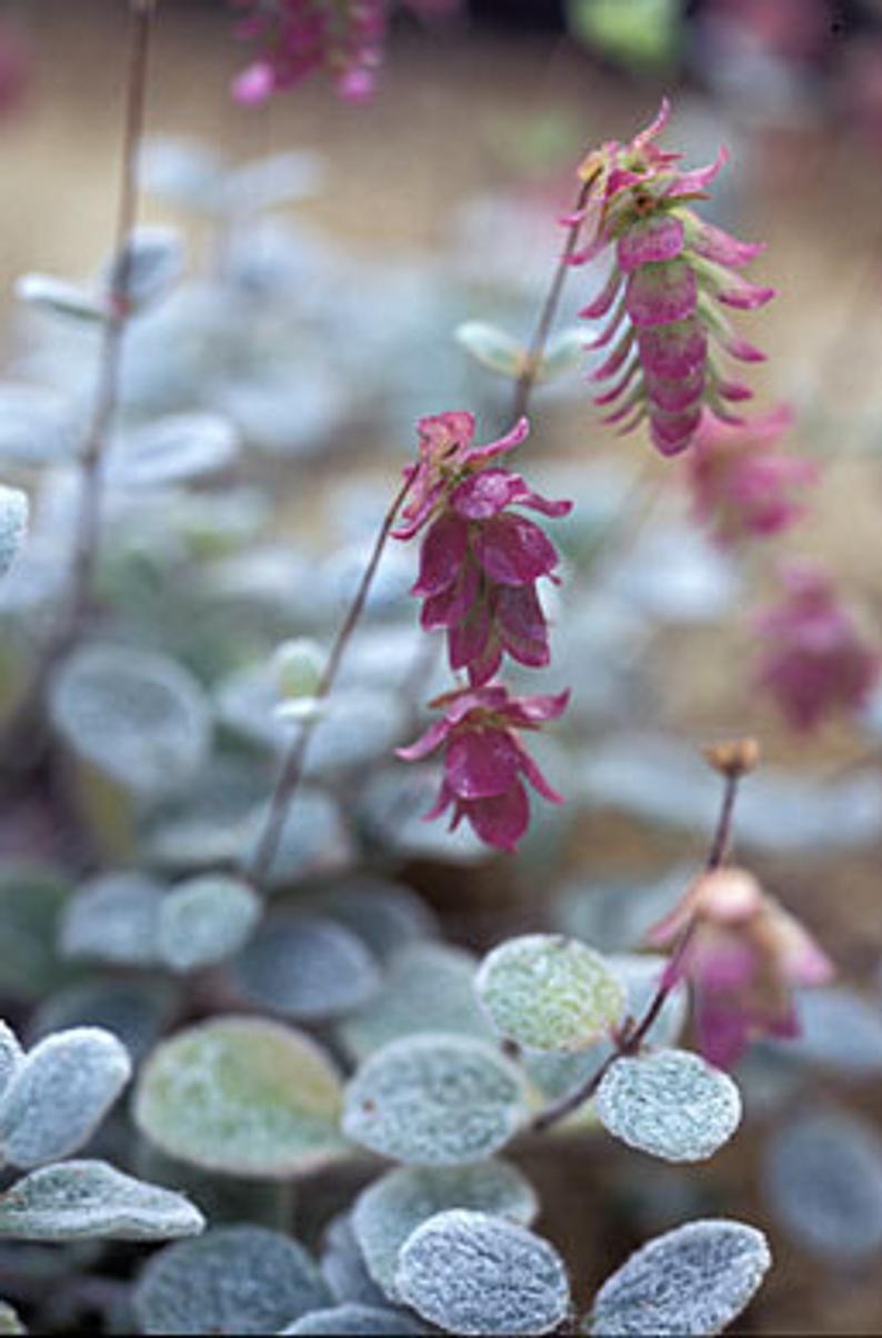 Dittany of Crete Origanum dictamnus .5 oz Mermade Magickal Arts