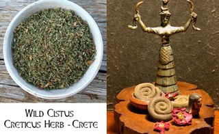 93_Cistus herb pic.png